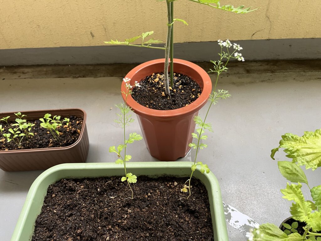 パクチー 花が咲いた