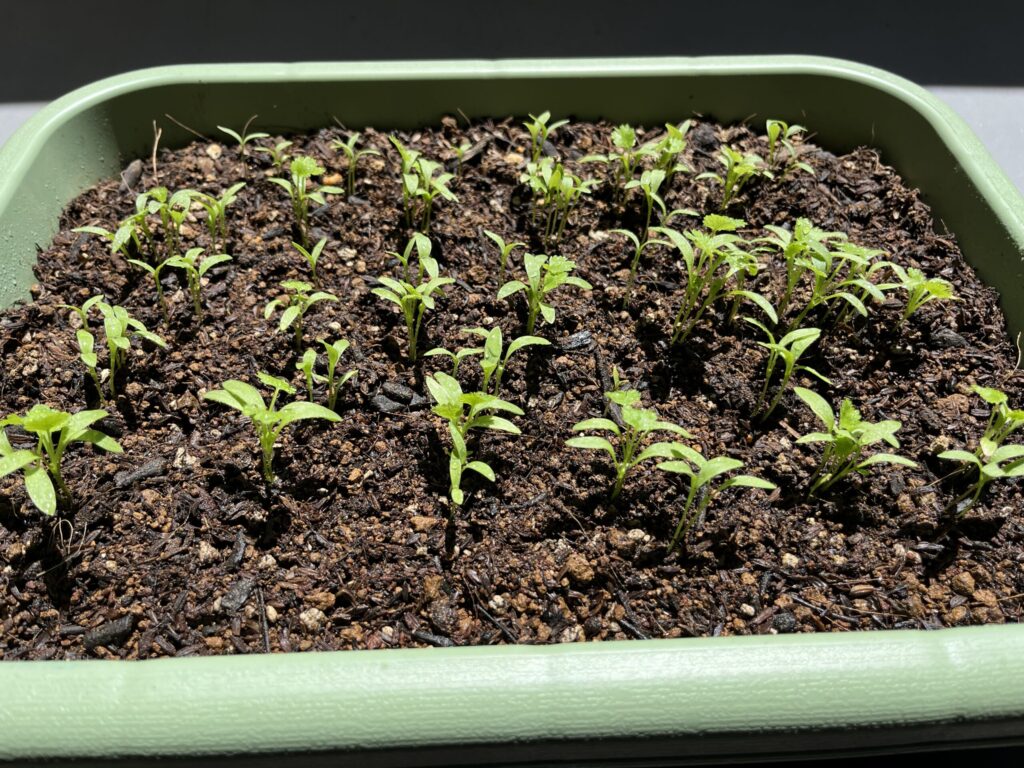 パクチー　発芽から2週間