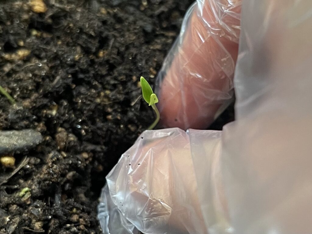 ①芽の周りの土を下に押し込む