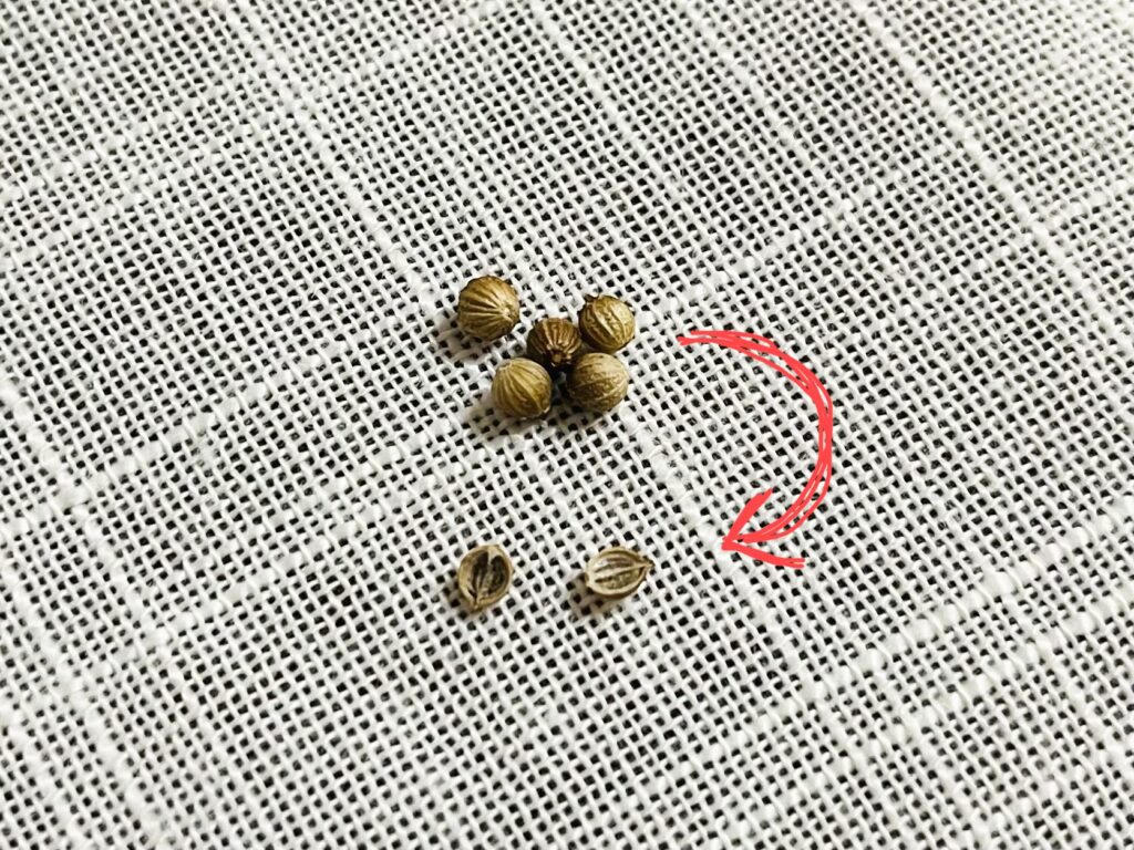 パクチー種割る