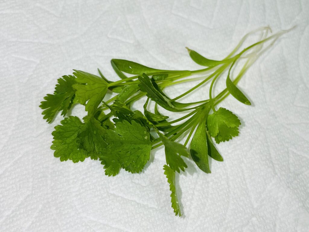 間引きしたパクチー