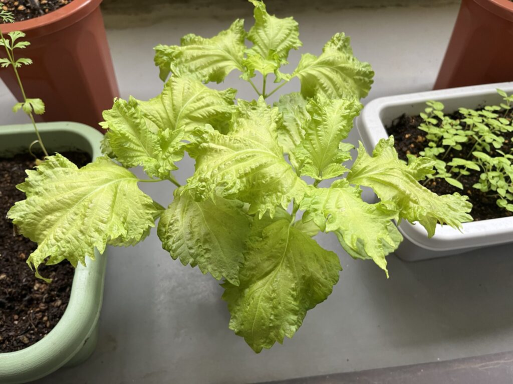 しそ　3ヶ月後