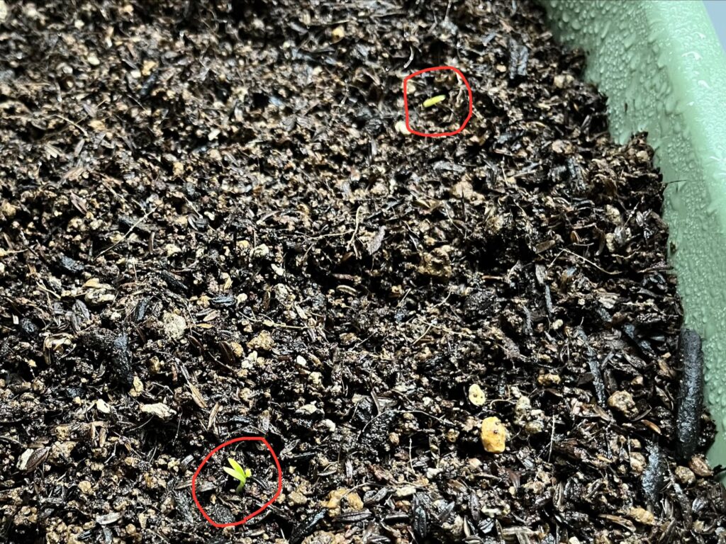 パクチー　芽が出た