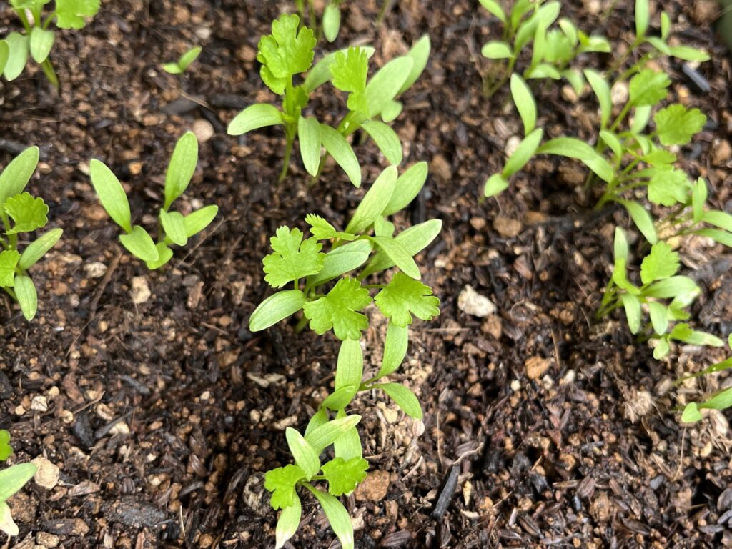 パクチー　発芽から2週間