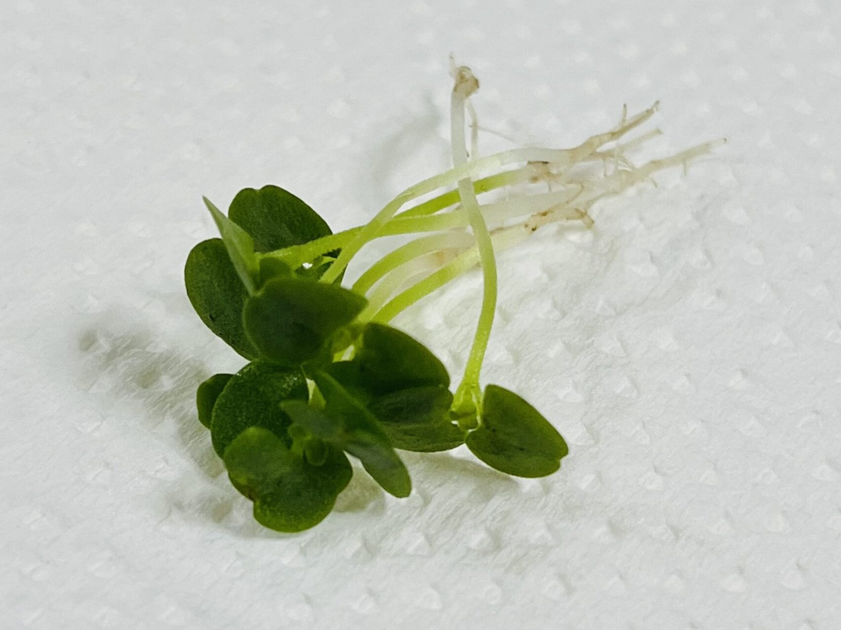 収穫した芽じそ