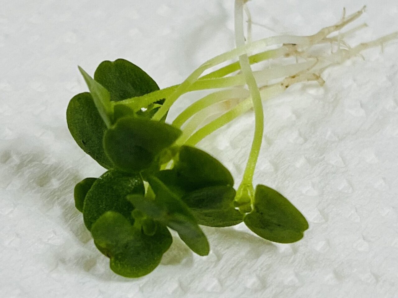 間引きした芽じそ