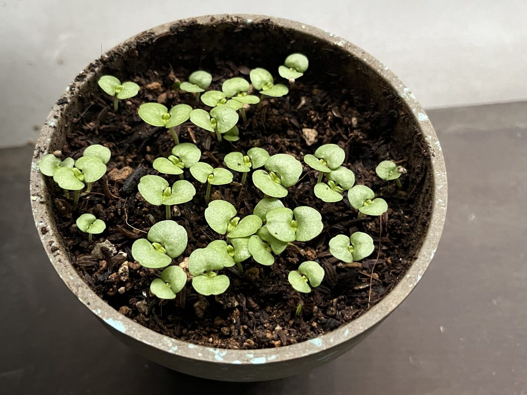 密集した芽じそ