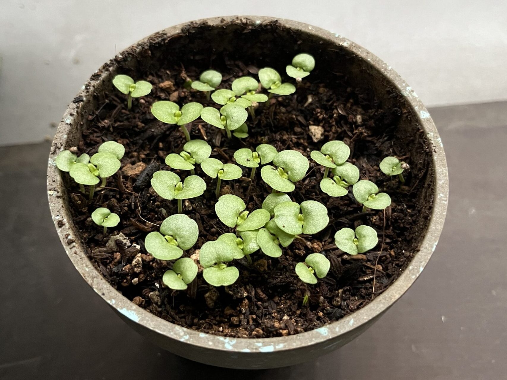 しそ 発芽から21日後