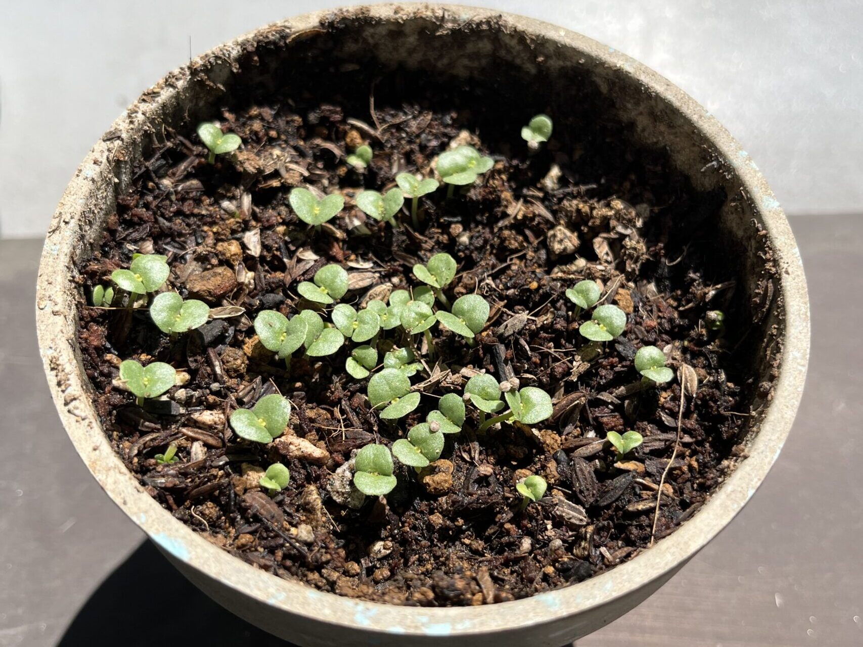青しその芽が出た
