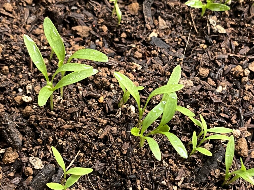 パクチー　本葉が出てきた