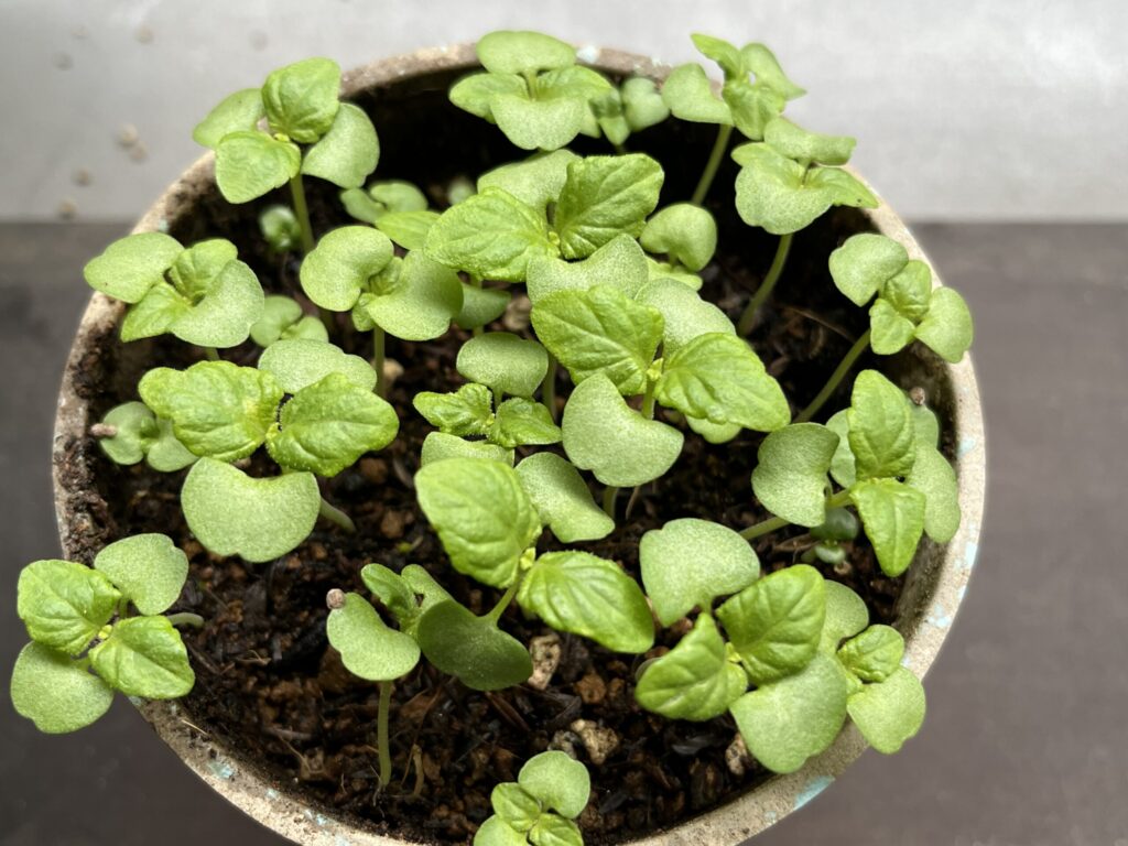 しそ 発芽から28日後