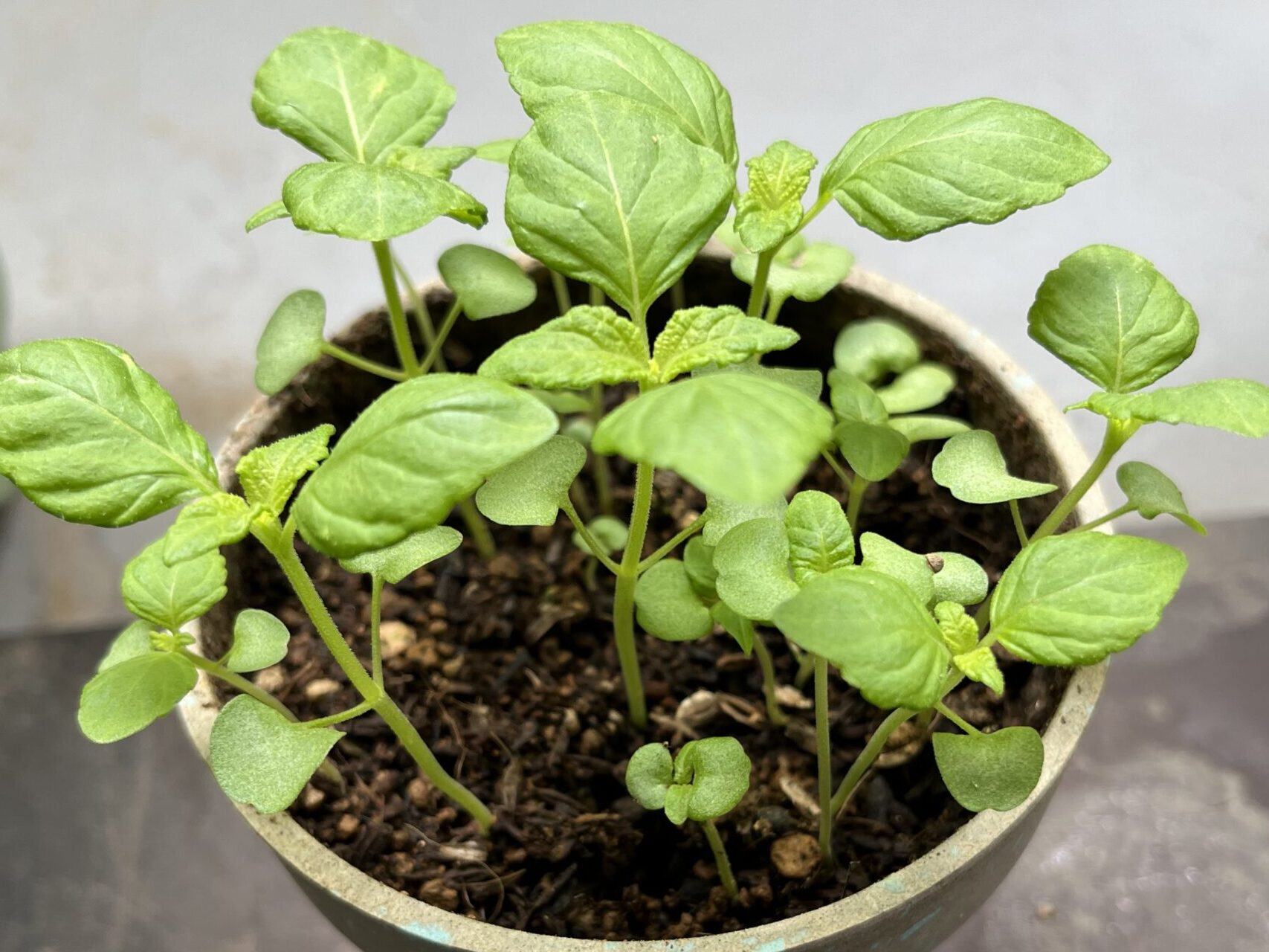 しそ 発芽から1カ月