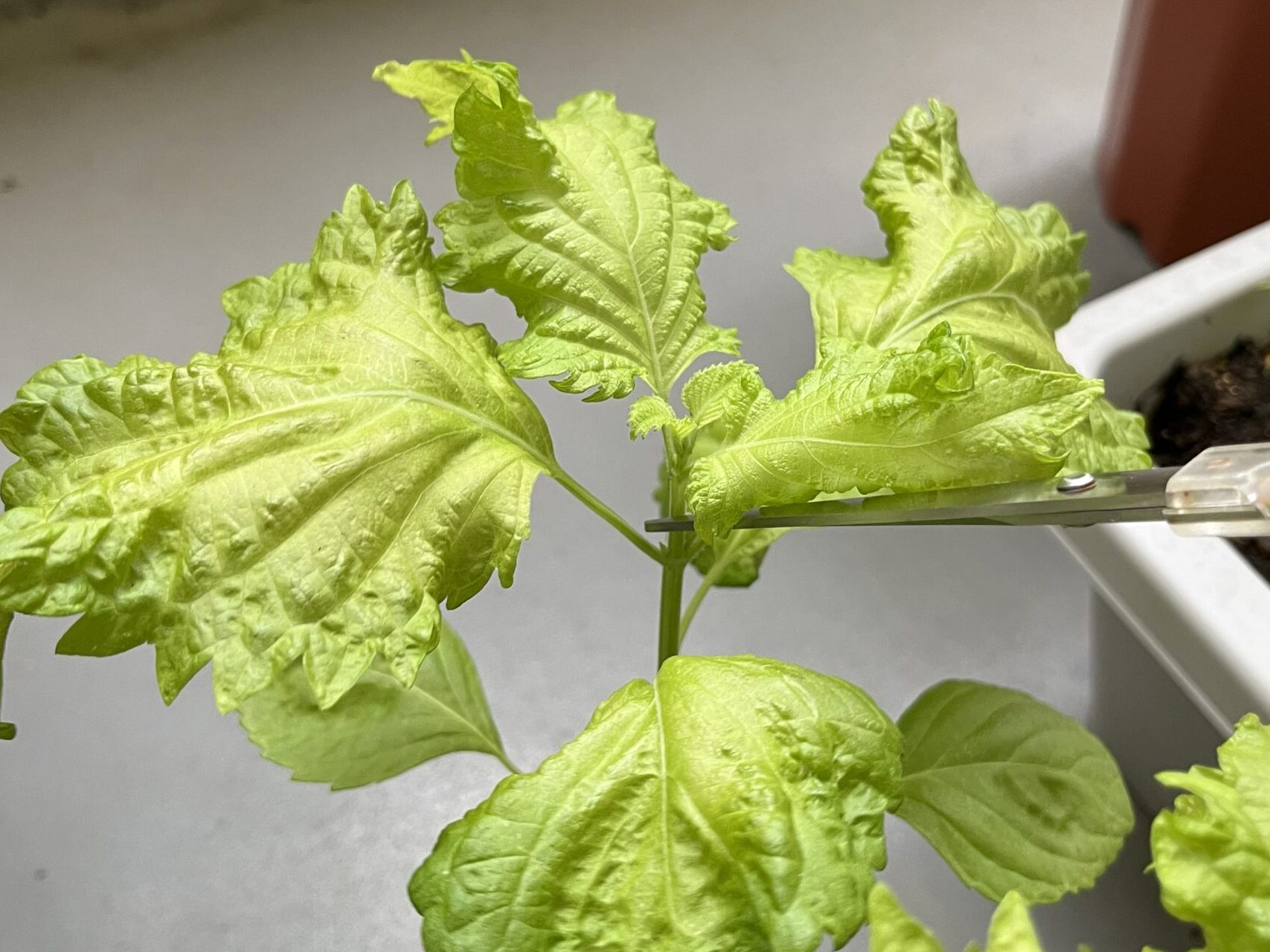 しそ　摘芯