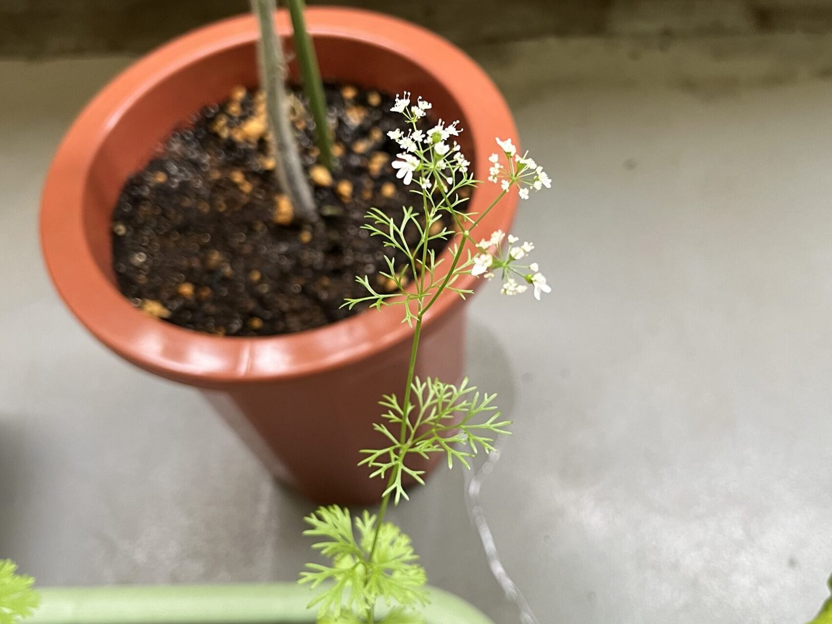 パクチー 花が咲いた